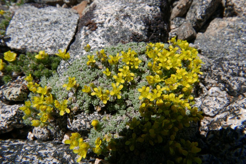 Parasol Draba photo 6
