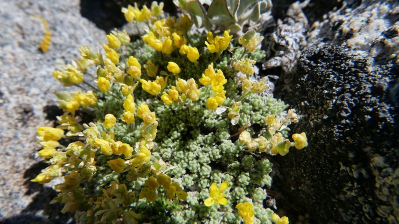 Parasol Draba photo 7