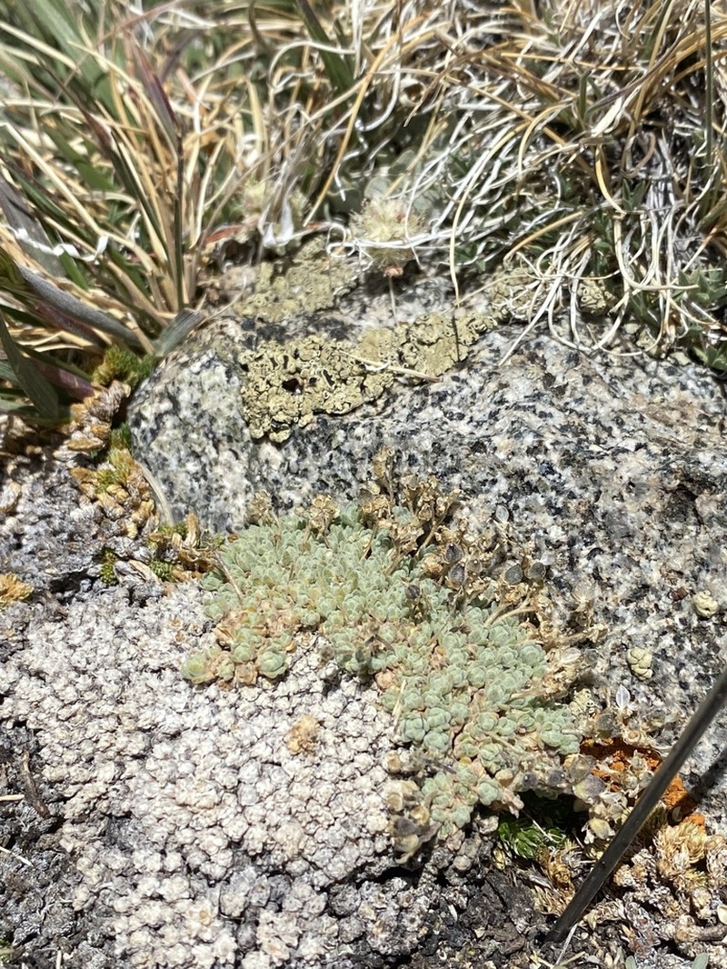 Parasol Draba photo 8