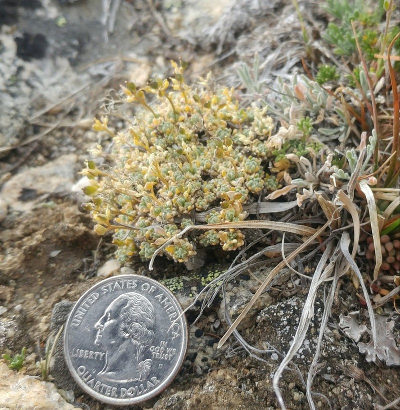 Draba taylorii