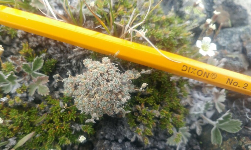 Draba taylorii photo 2