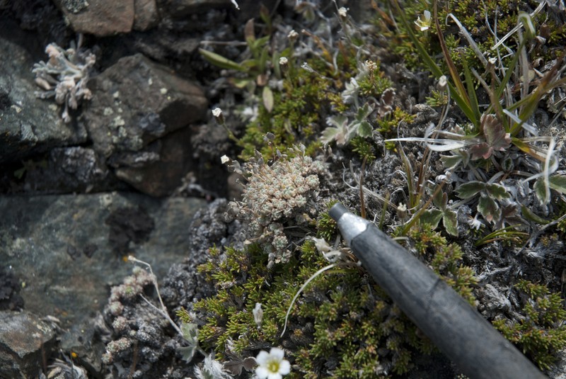 Draba taylorii photo 3