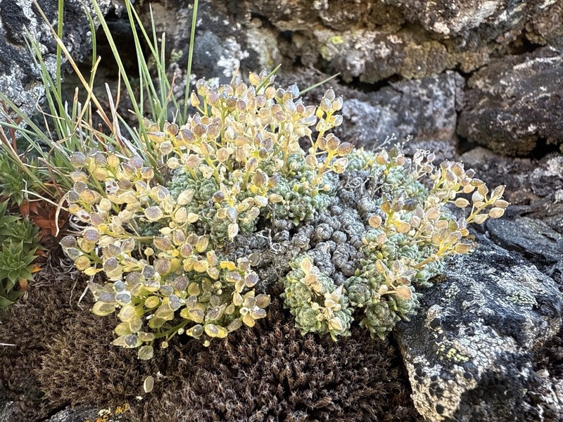 Draba taylorii photo 4