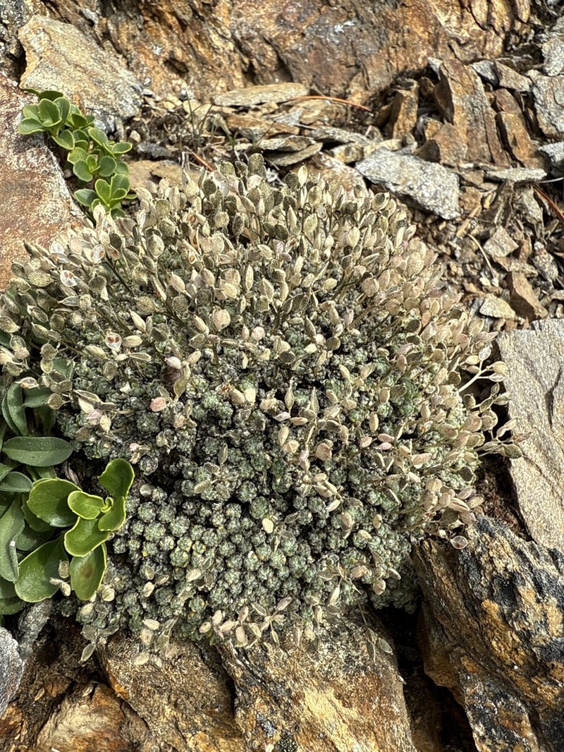 Draba taylorii photo 5
