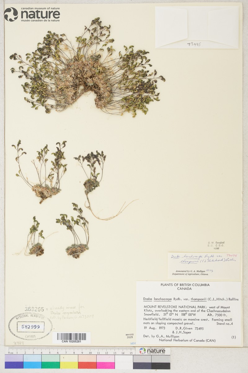 Draba thompsonii