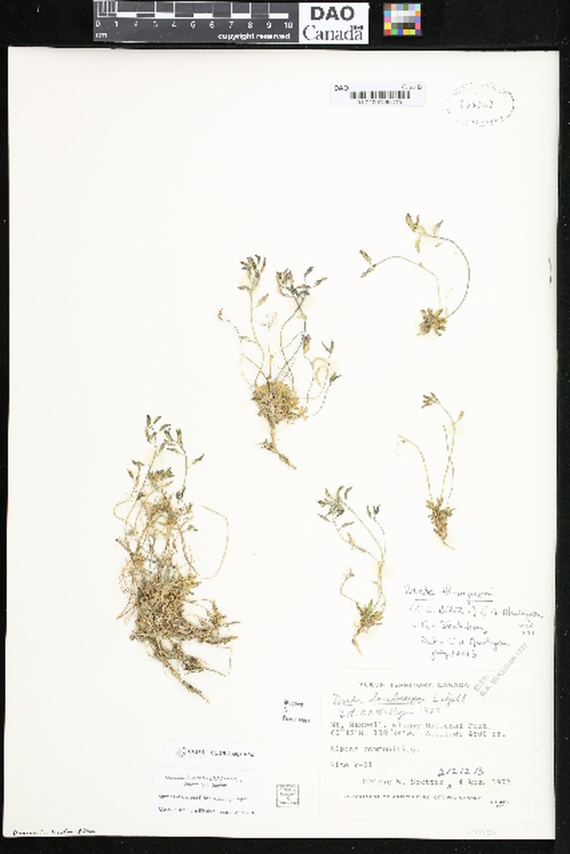 Draba thompsonii photo 2