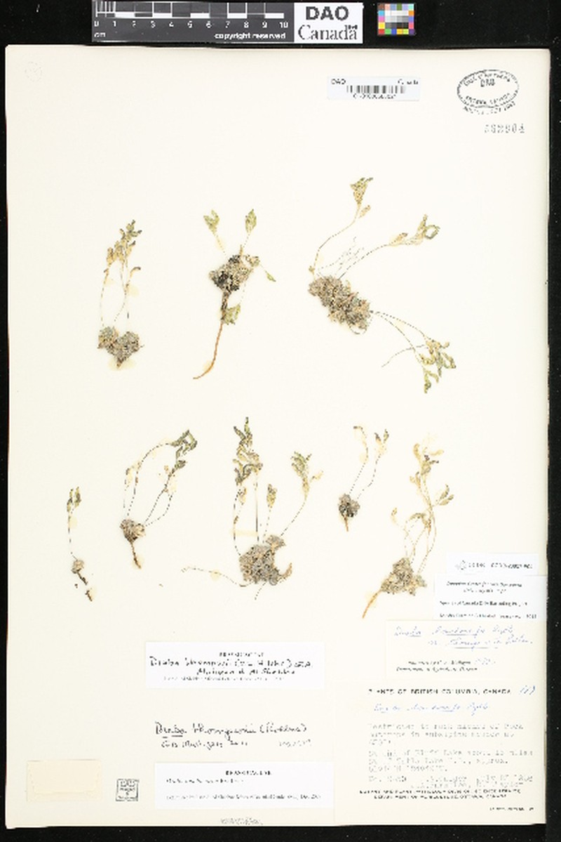 Draba thompsonii photo 3