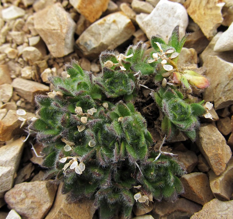 Aleutian Draba
