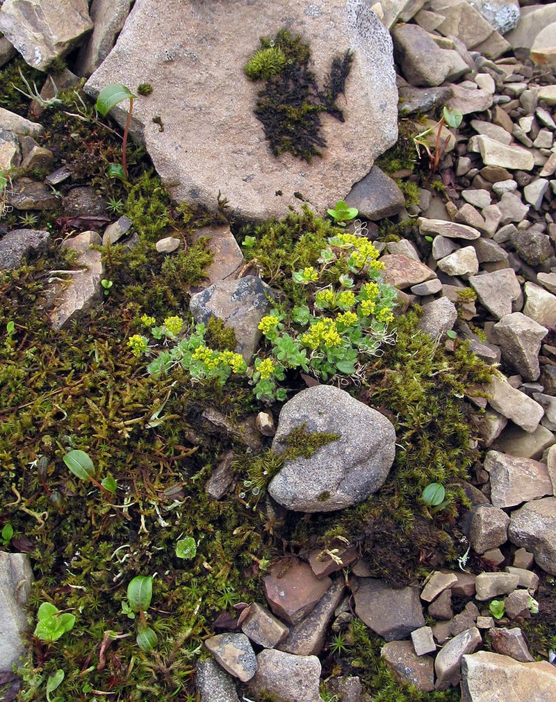 Aleutian Draba photo 2