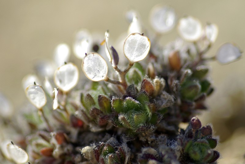 Aleutian Draba photo 3