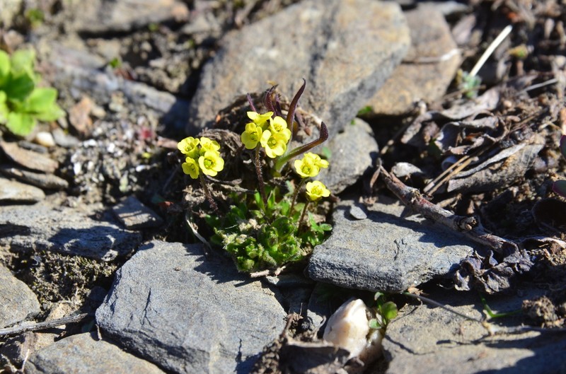Aleutian Draba photo 4