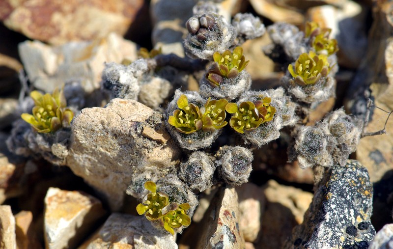 Aleutian Draba photo 5