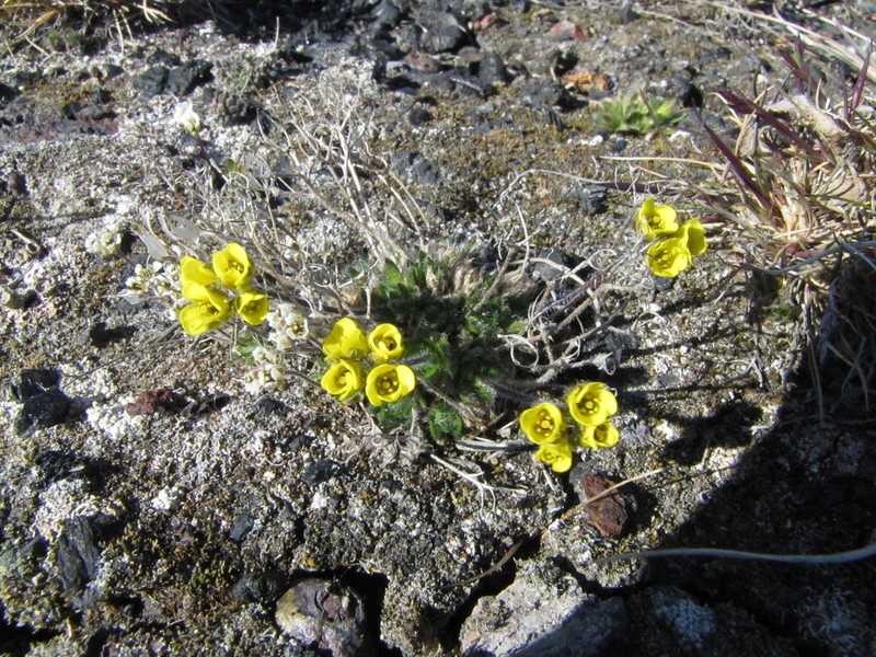 Aleutian Draba photo 6