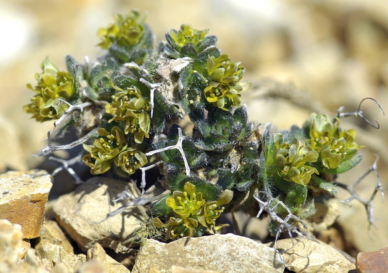 Aleutian Draba photo 7