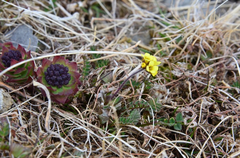 Aleutian Draba photo 8