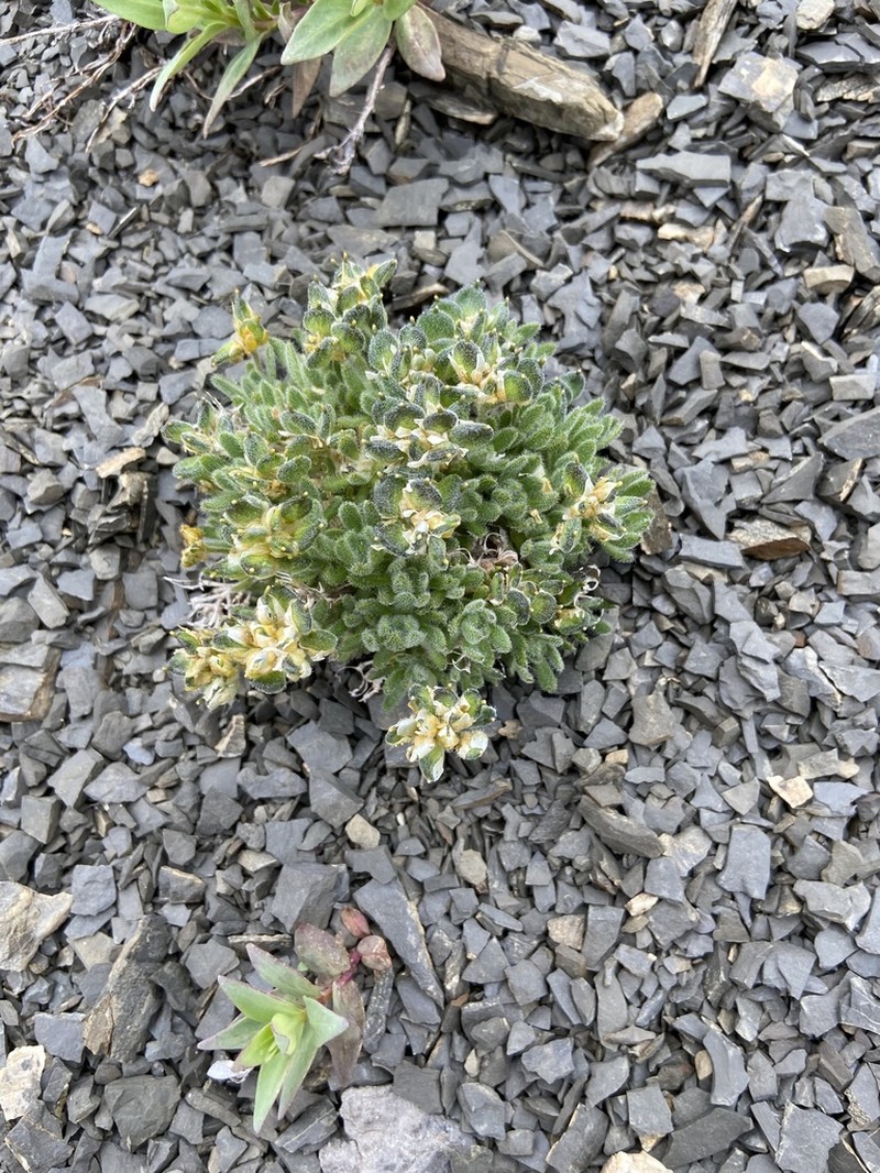 Wind River Draba