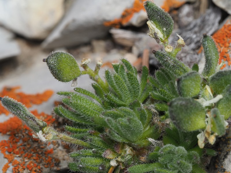 Wind River Draba photo 3