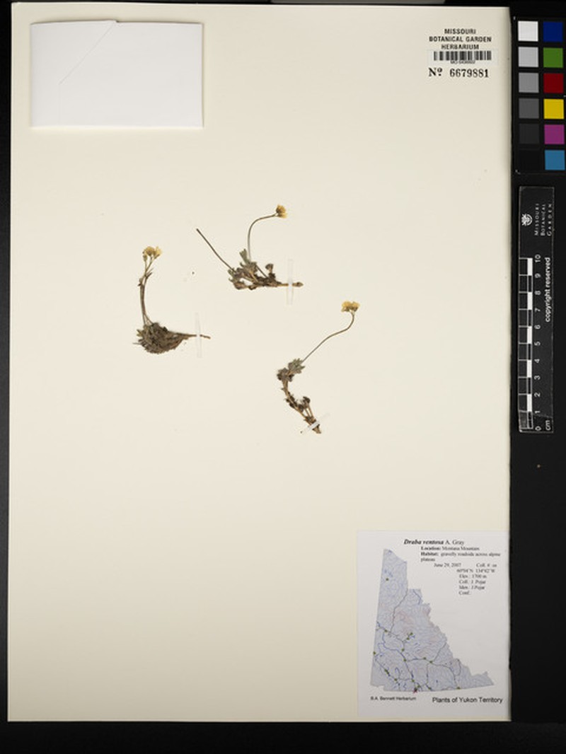 Wind River Draba photo 4