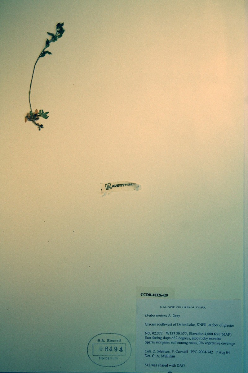 Wind River Draba photo 5