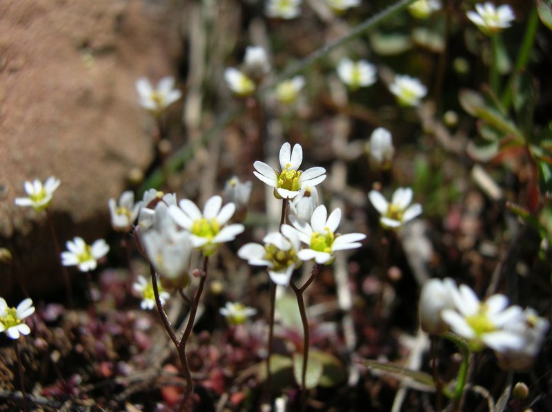 Spring Draba