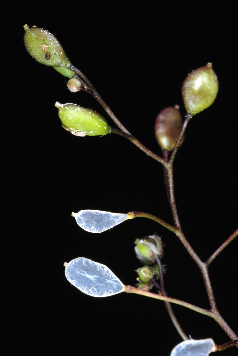 Spring Draba photo 2