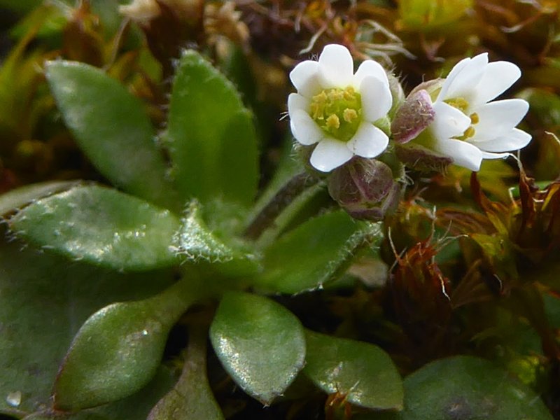 Spring Draba photo 3
