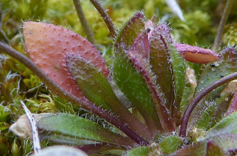 Spring Draba photo 4