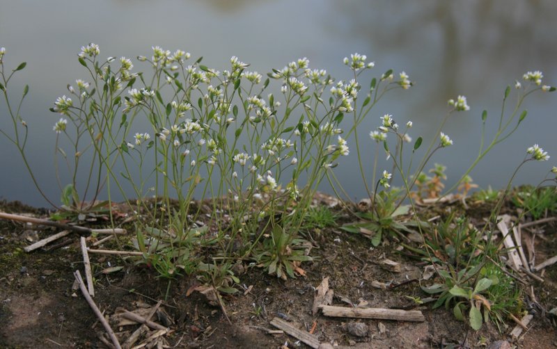 Spring Draba photo 5