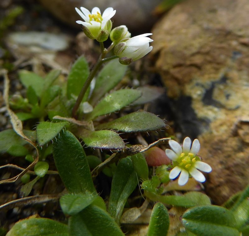 Spring Draba photo 6