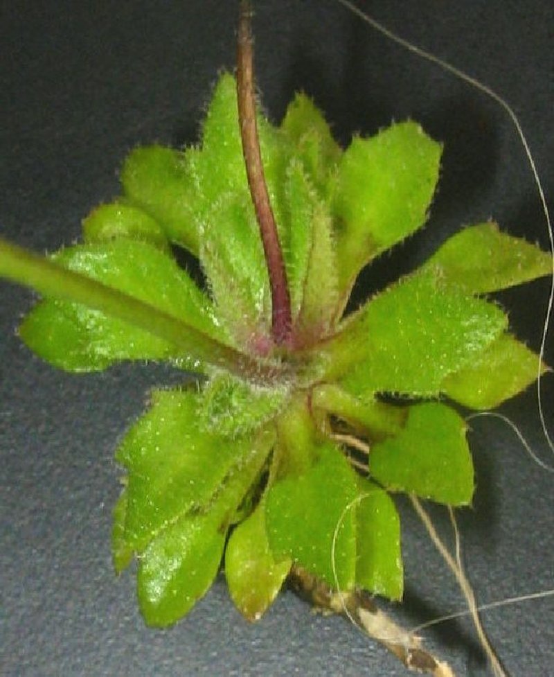 Spring Draba photo 7