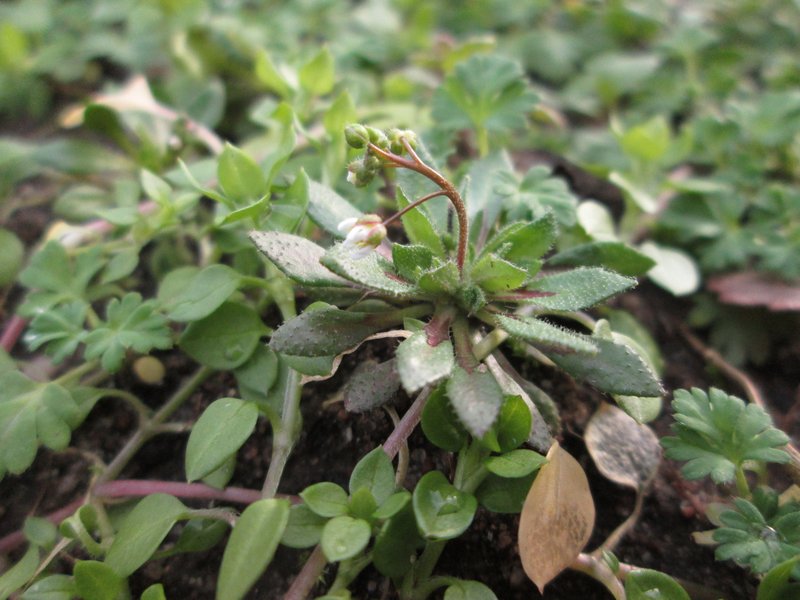 Spring Draba photo 8