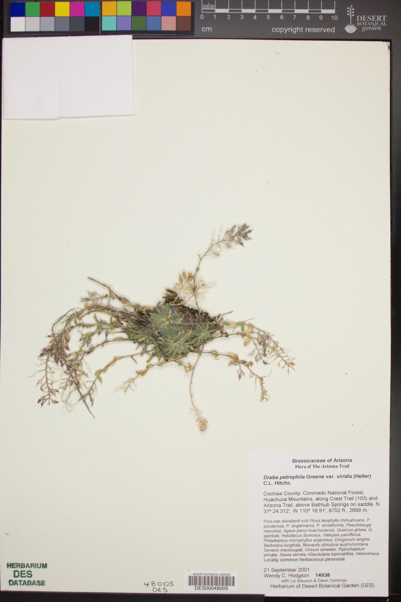 Draba viridis
