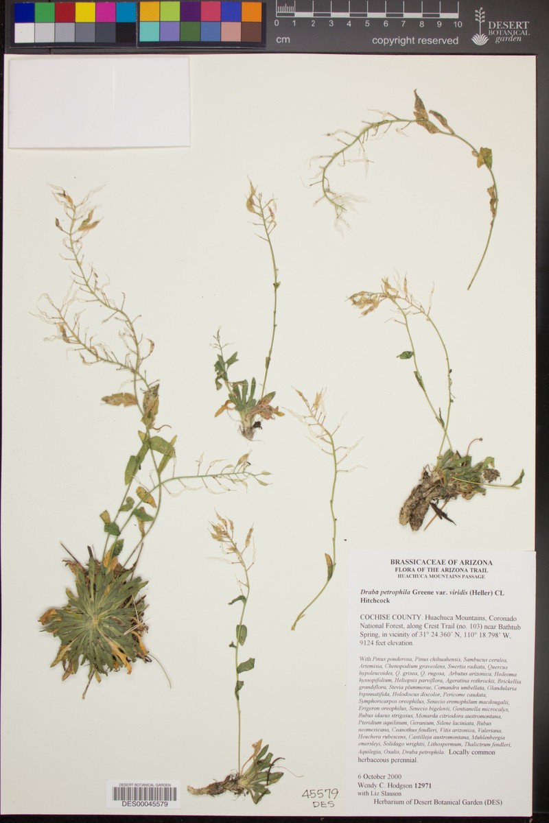 Draba viridis photo 2
