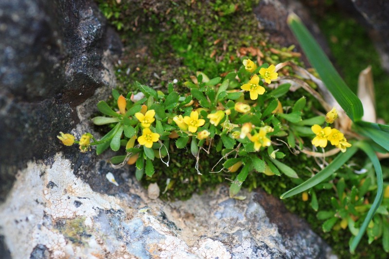 Weber's Draba