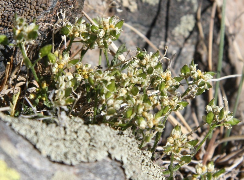 Weber's Draba photo 3