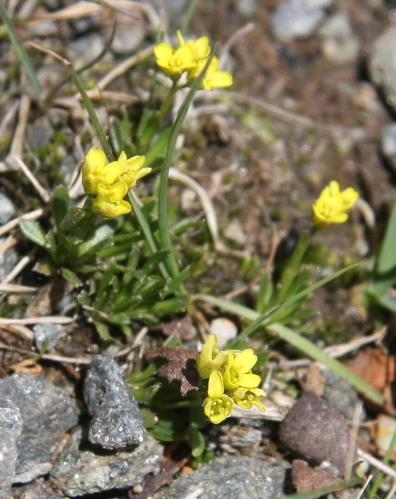 Weber's Draba photo 4