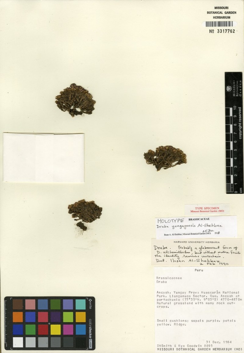 Draba yungayensis