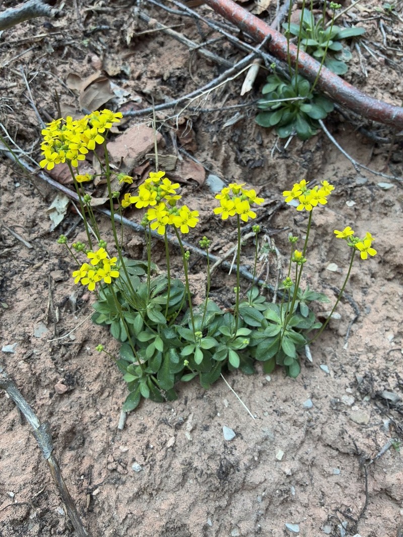 Draba zionensis