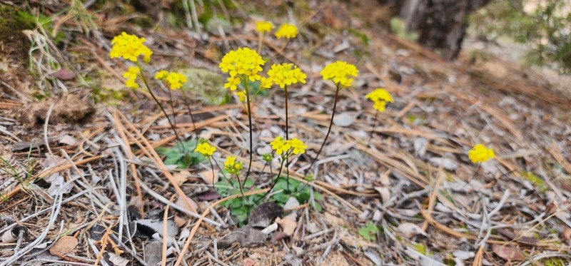 Draba zionensis photo 2