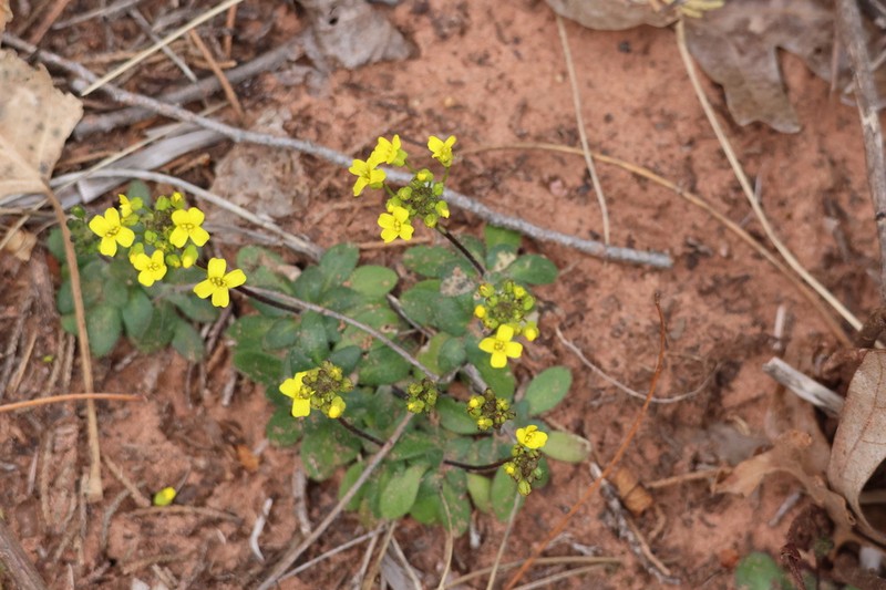 Draba zionensis photo 3