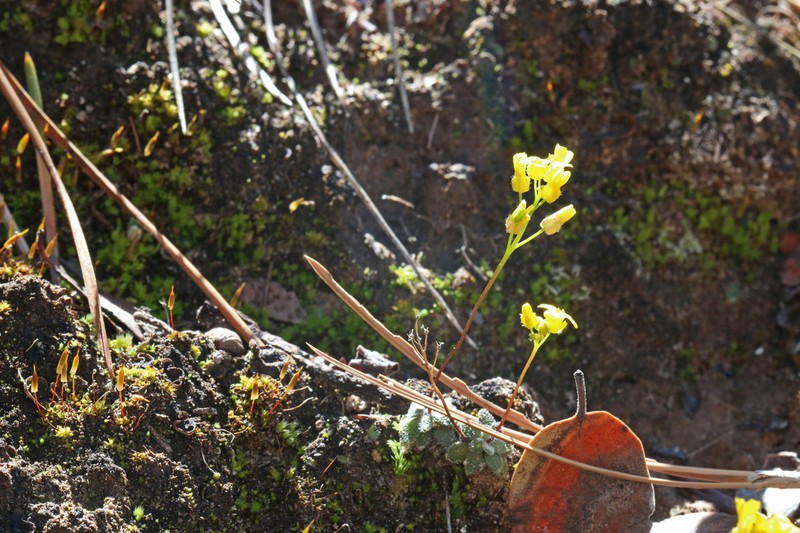 Draba zionensis photo 4
