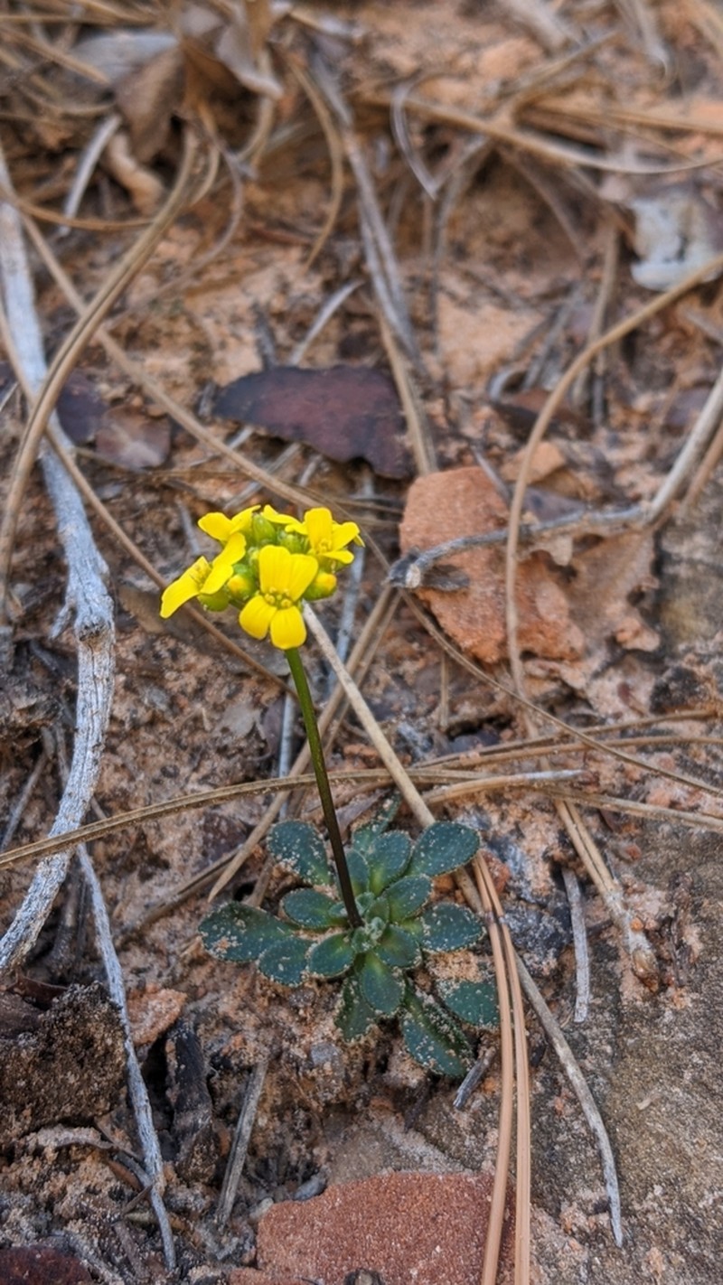 Draba zionensis photo 5