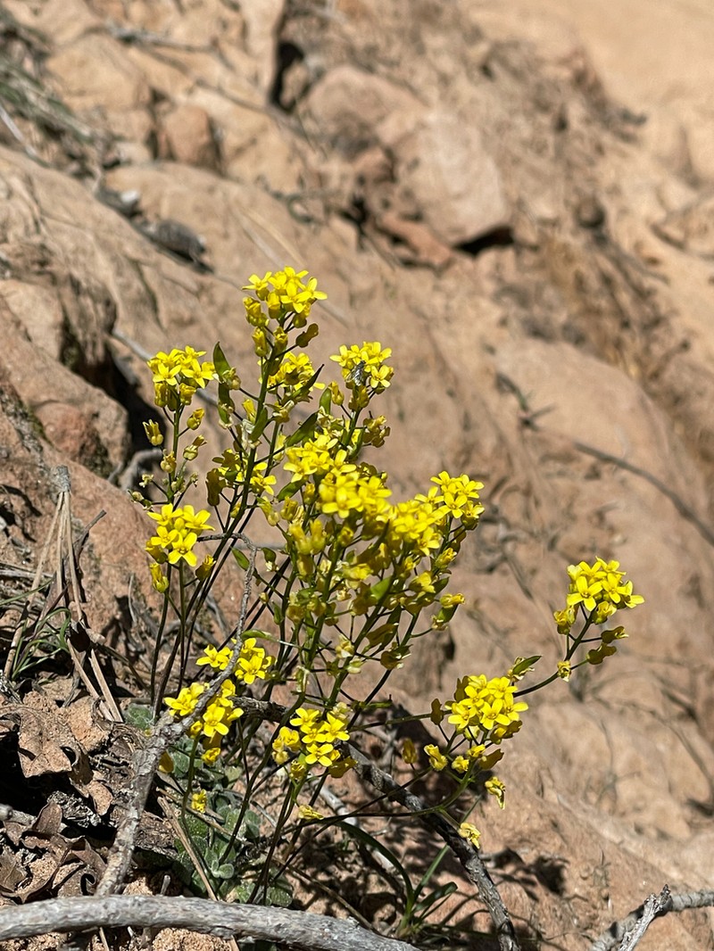 Draba zionensis photo 6