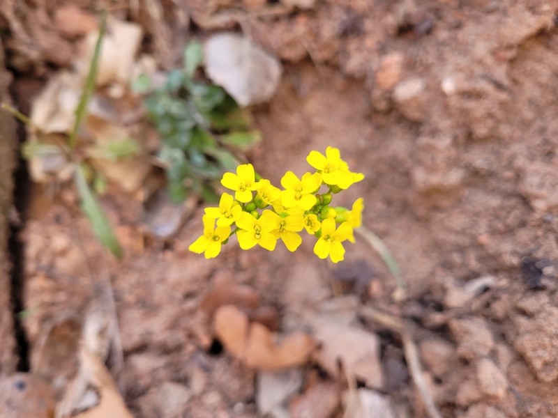 Draba zionensis photo 7