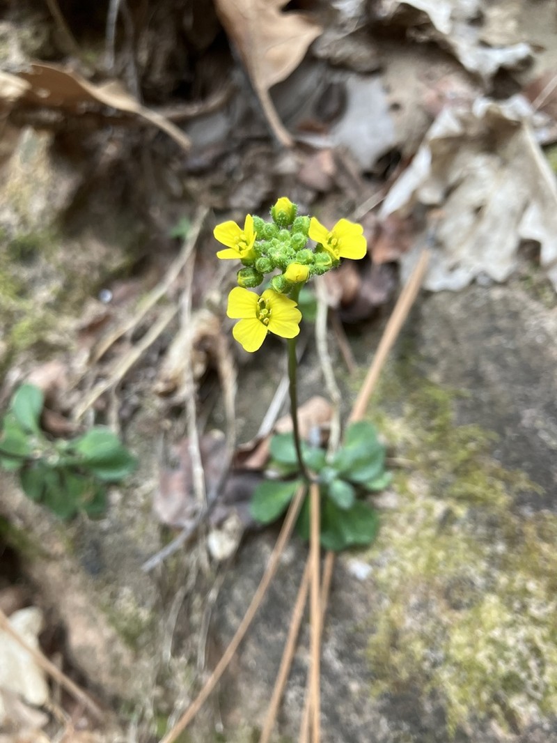 Draba zionensis photo 8