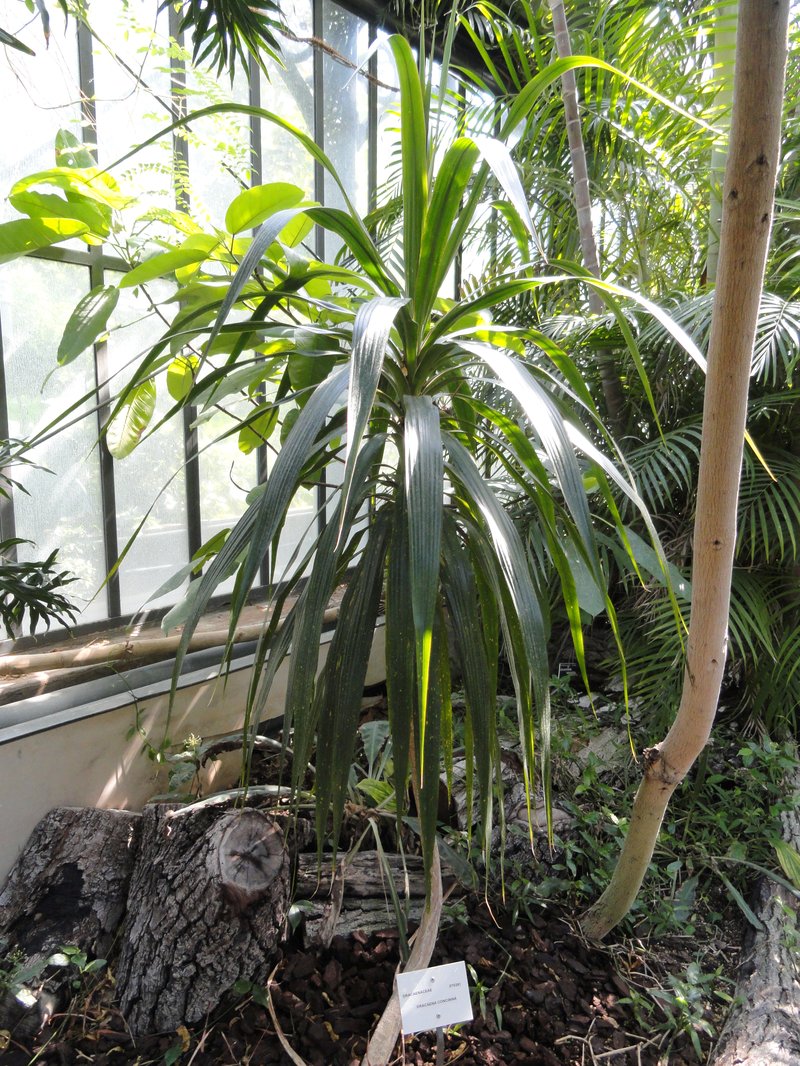 Dracaena concinna