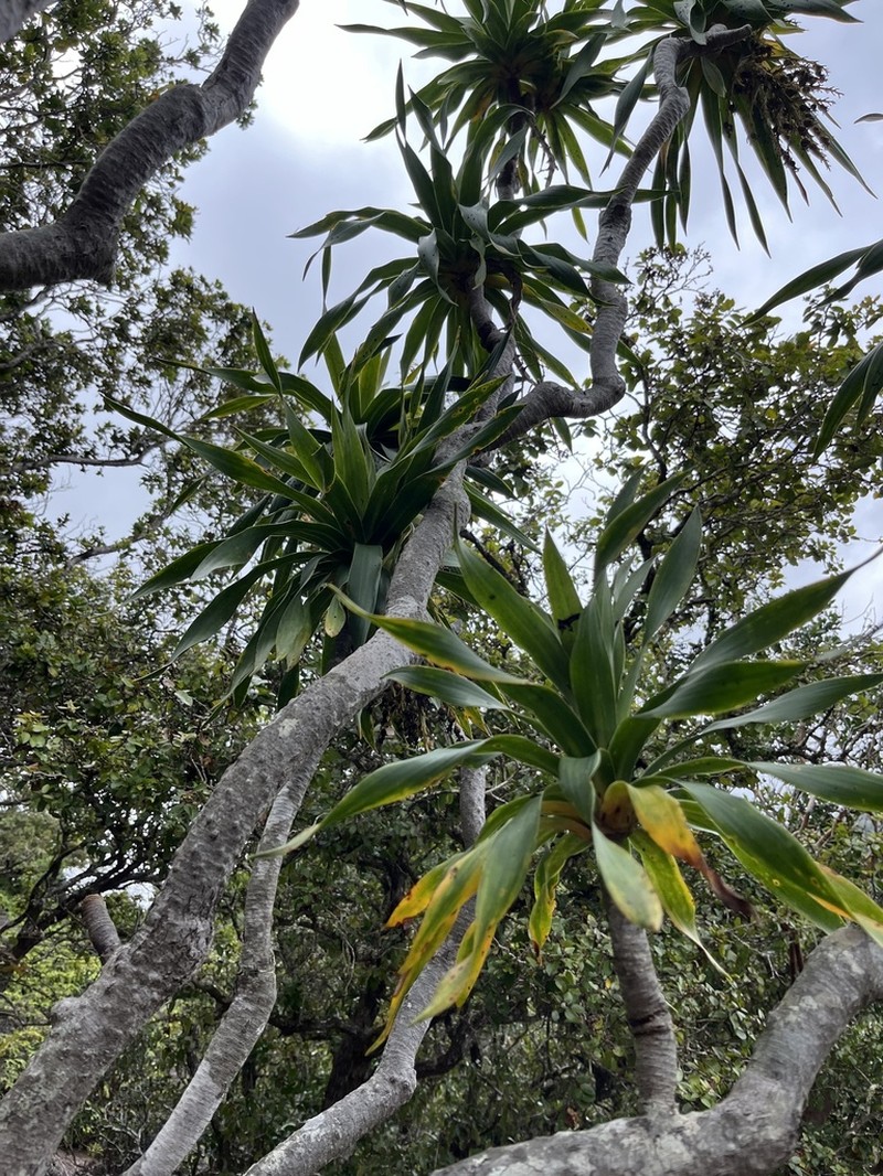 Lanai Hala Pepe photo 2