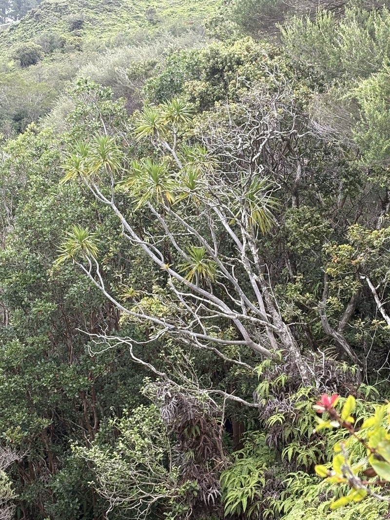 Lanai Hala Pepe photo 3