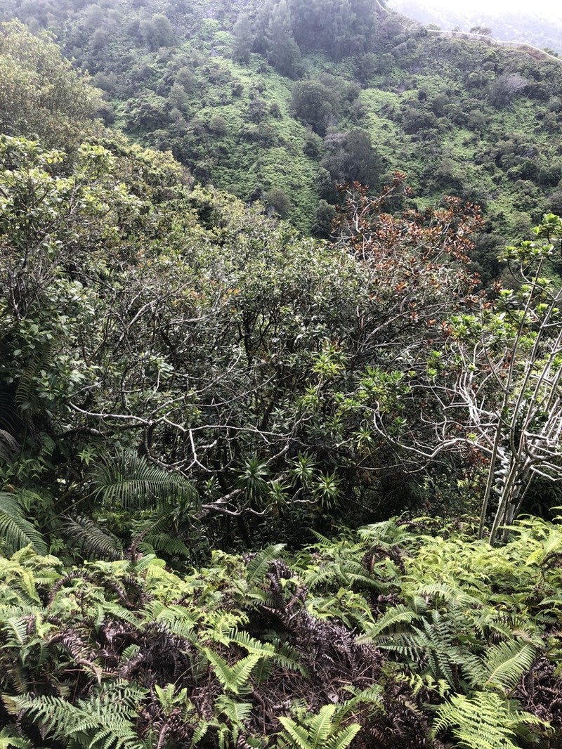 Lanai Hala Pepe photo 5