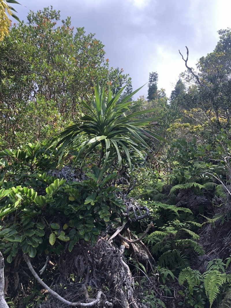 Lanai Hala Pepe photo 8